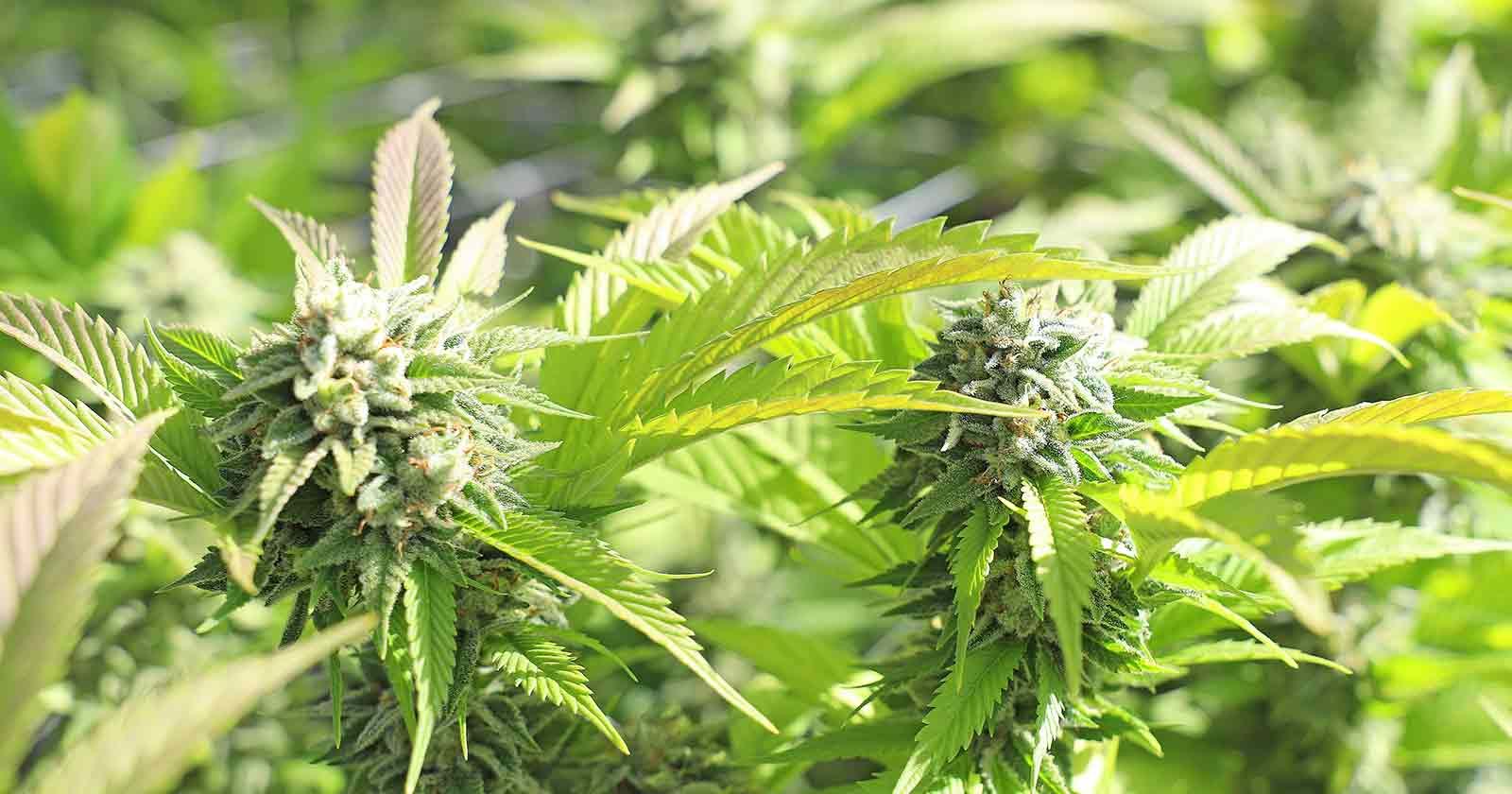 Georgia approves medical marijuana bill