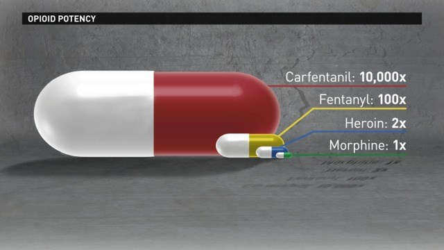 opioid potency carfentanil