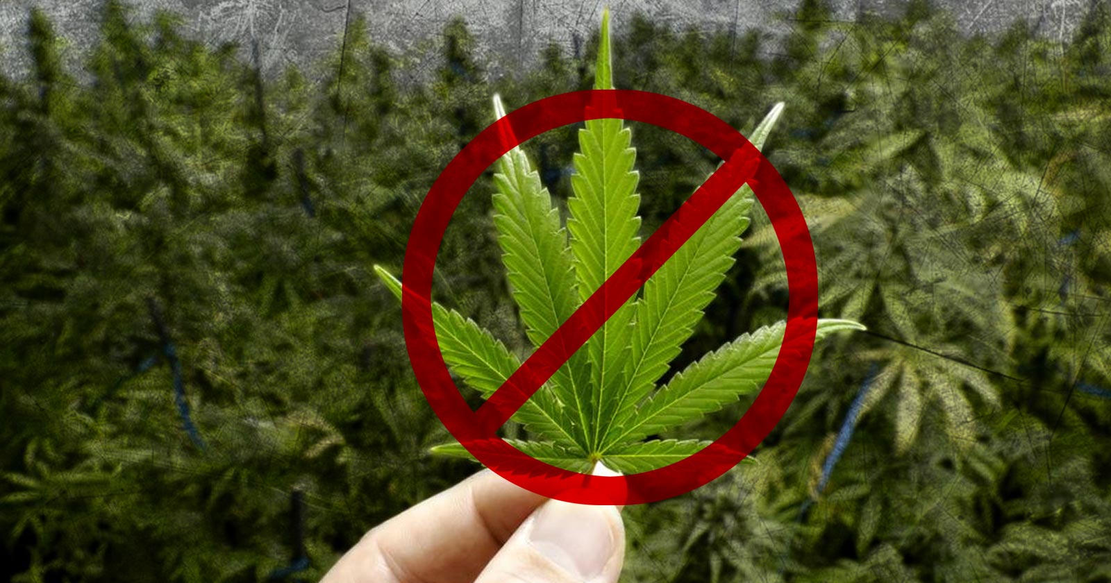 is marijuana really a safe drug
