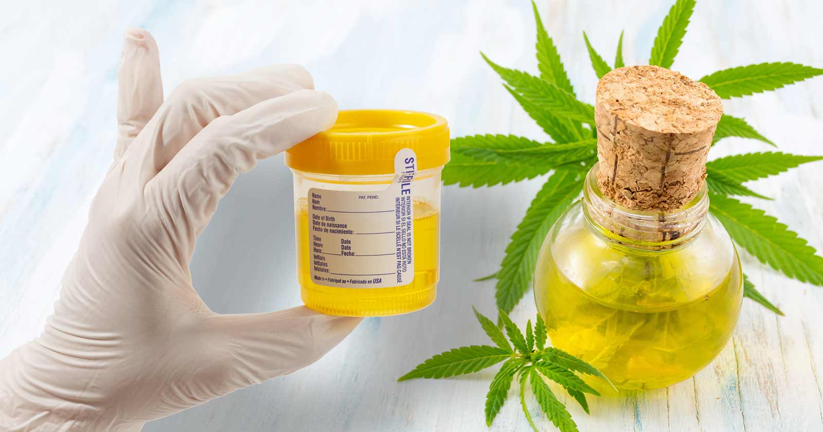 marijuana drug testing