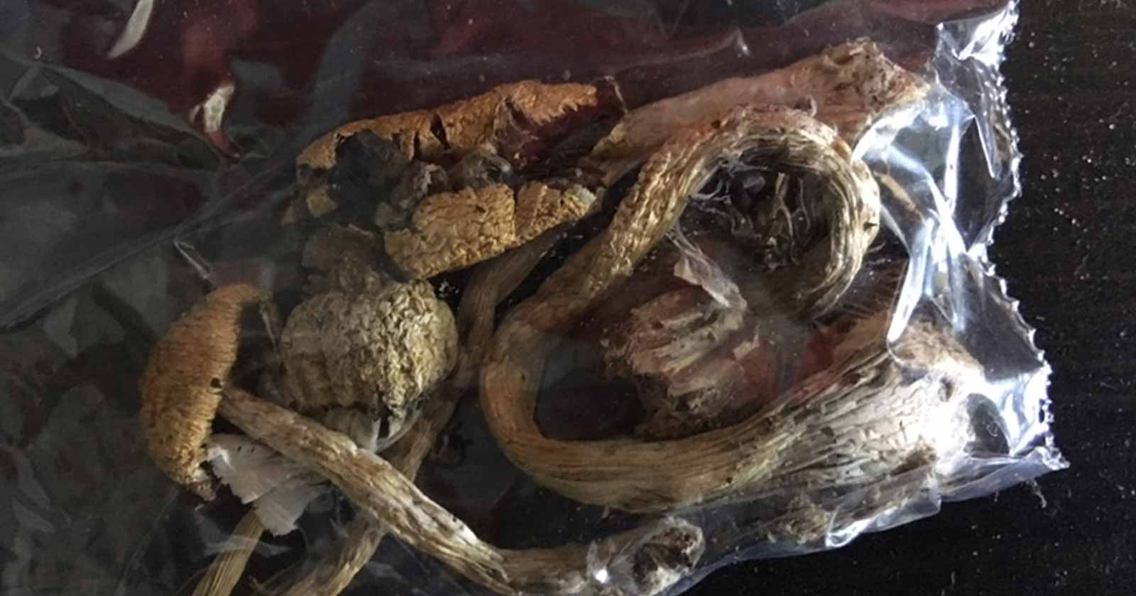 psychedelic mushrooms decriminalized in Denver