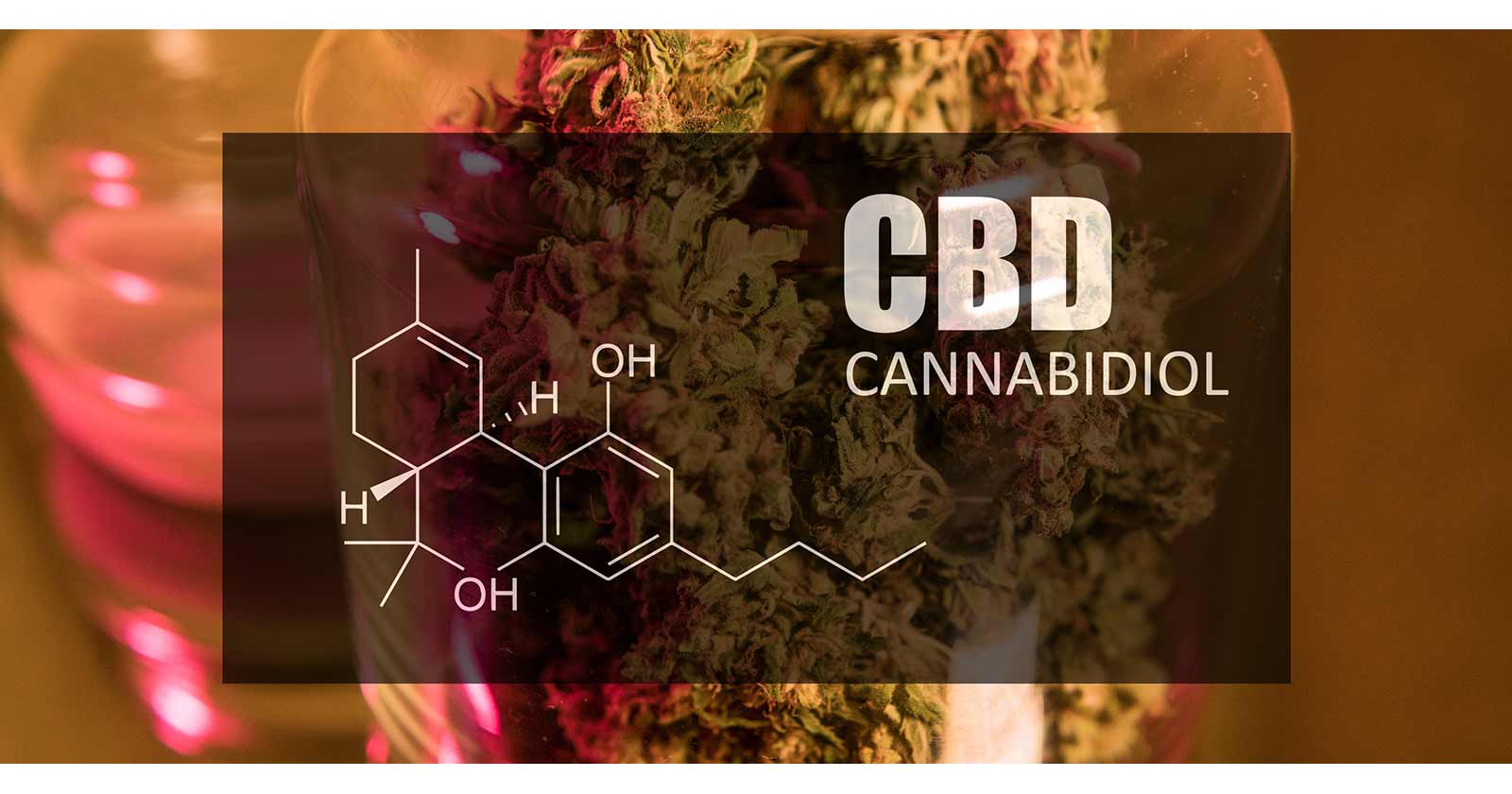 cbd in your system