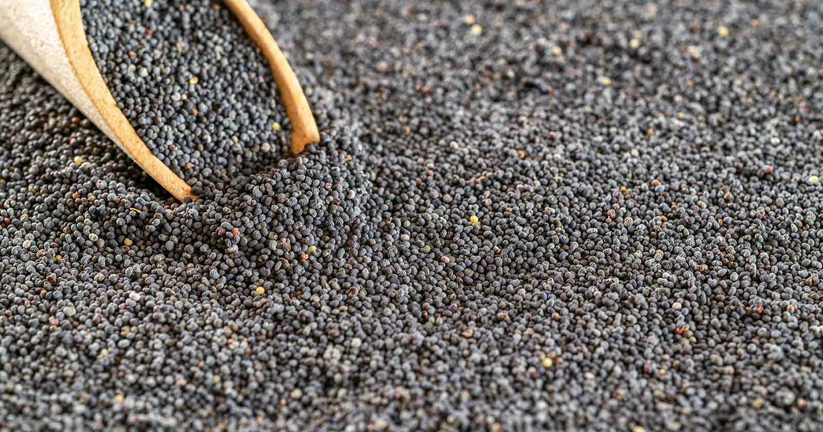 poppy seeds and positive drug tests