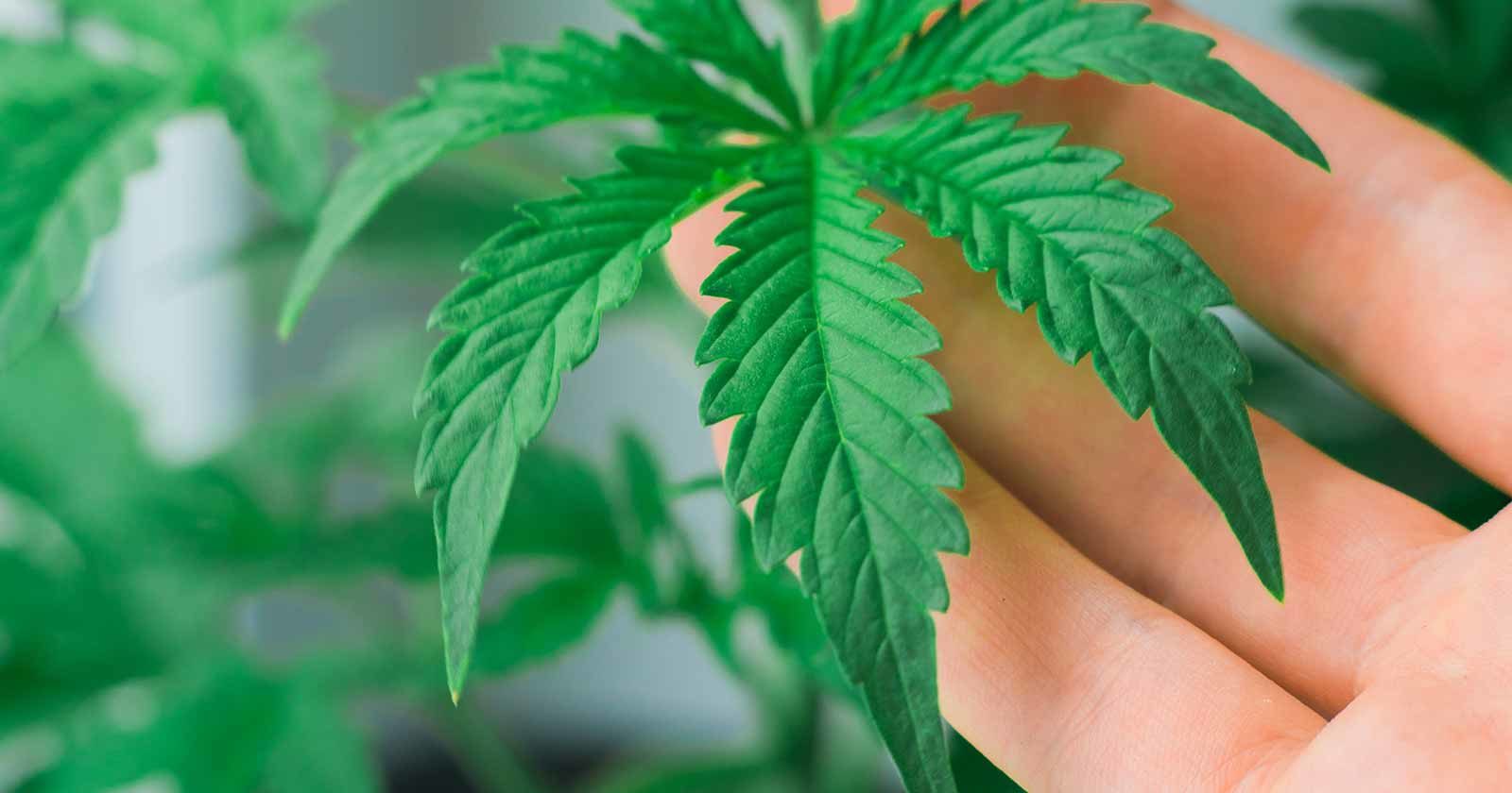 will legalizing marijuana curb fentanyl overdoses