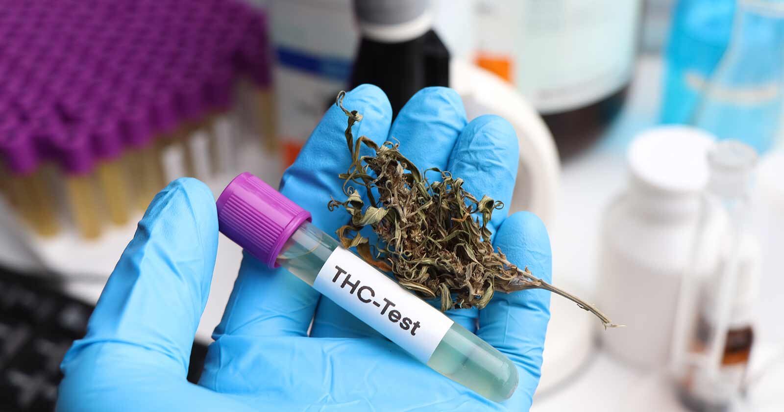 thc metabolites released weeks after using