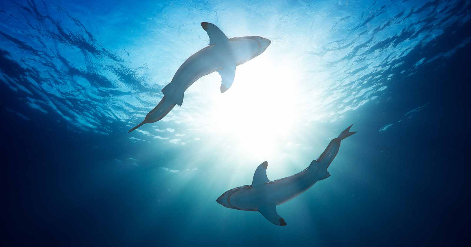 bringing cocaine sharks theory to light