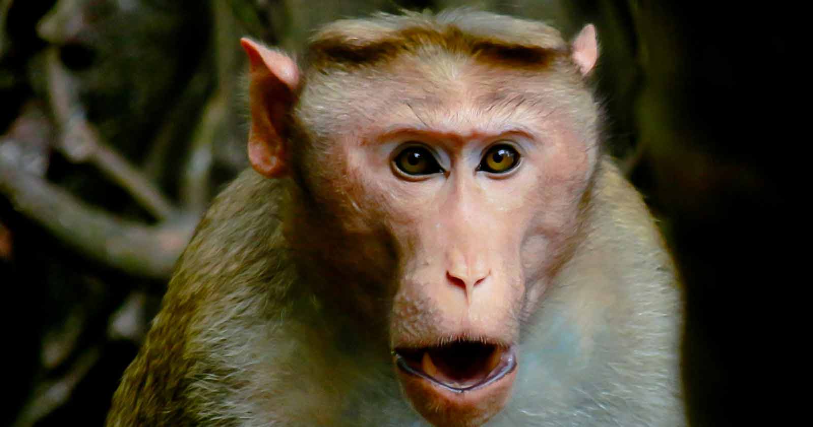 monkey whizz illegal in 18 states